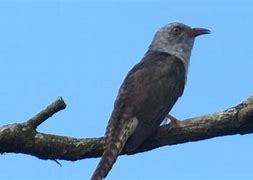 Suara Burung Cabak Di Siang Hari Pertanda Apa